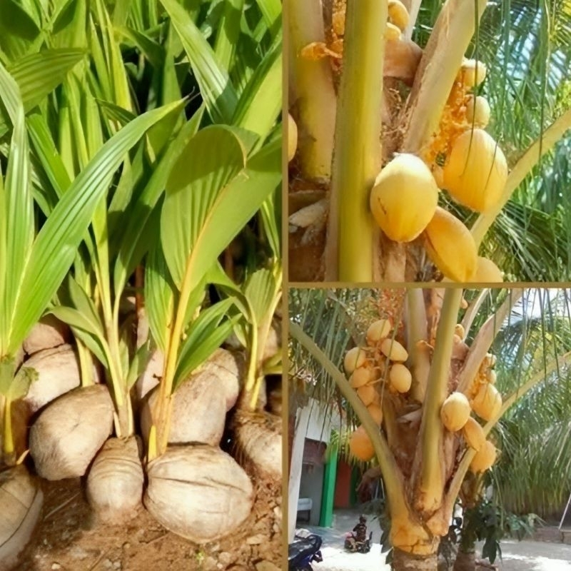 Bibit kelapa Gading kuning super/bibit kelapa gading genjah/kelapa hibrida kuning unggul/kelapa kopy
