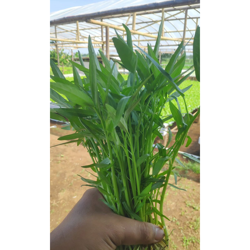 

Sayur Kangkung Hidroponik Fresh Area Jogja 250gram