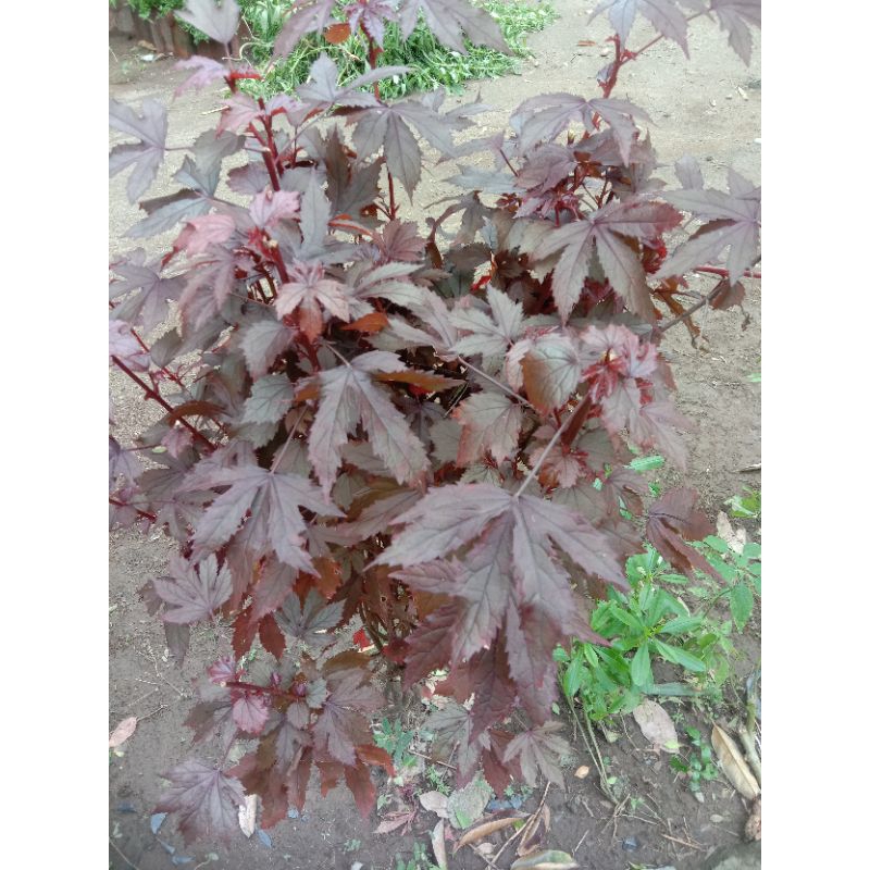 Tanaman daun red panama / bibit tanaman daun red panama