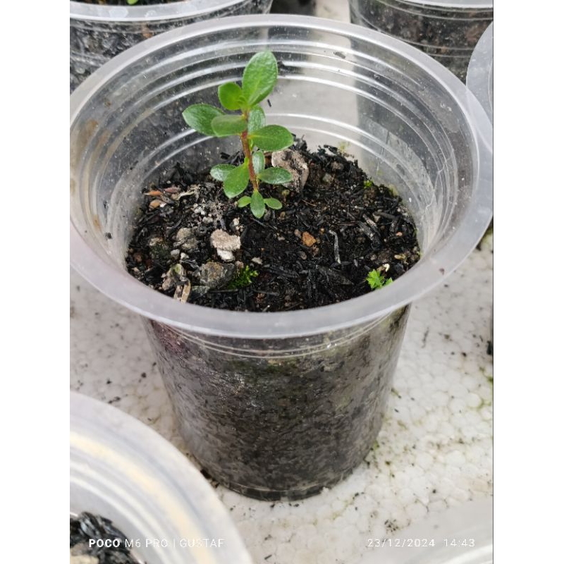 bibit santigi karang