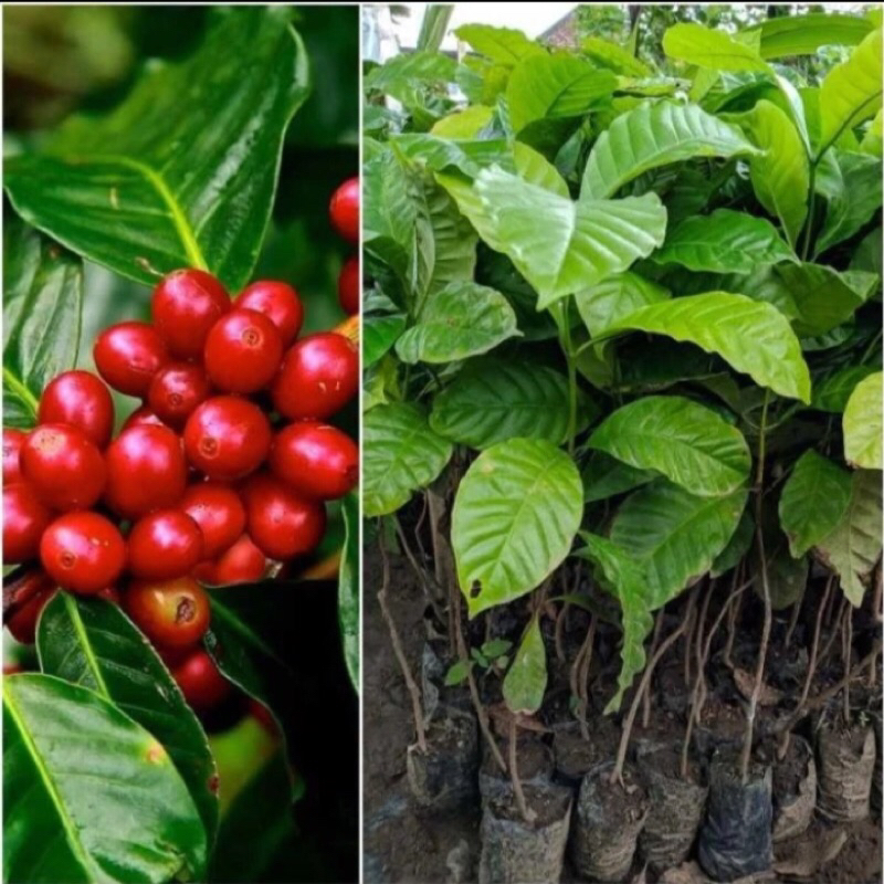 New promo bibit kopi arabika unggul