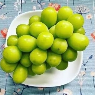 

Buah anggur shine muscat green korea -+500 gram