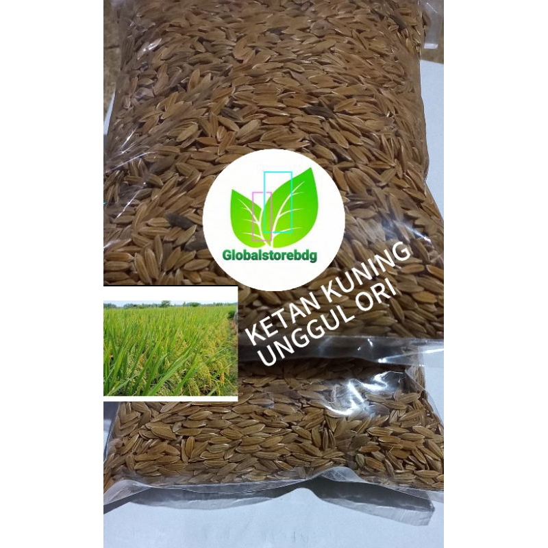 2 kg benih bibit padi ketan kuning ketan putih oriinal