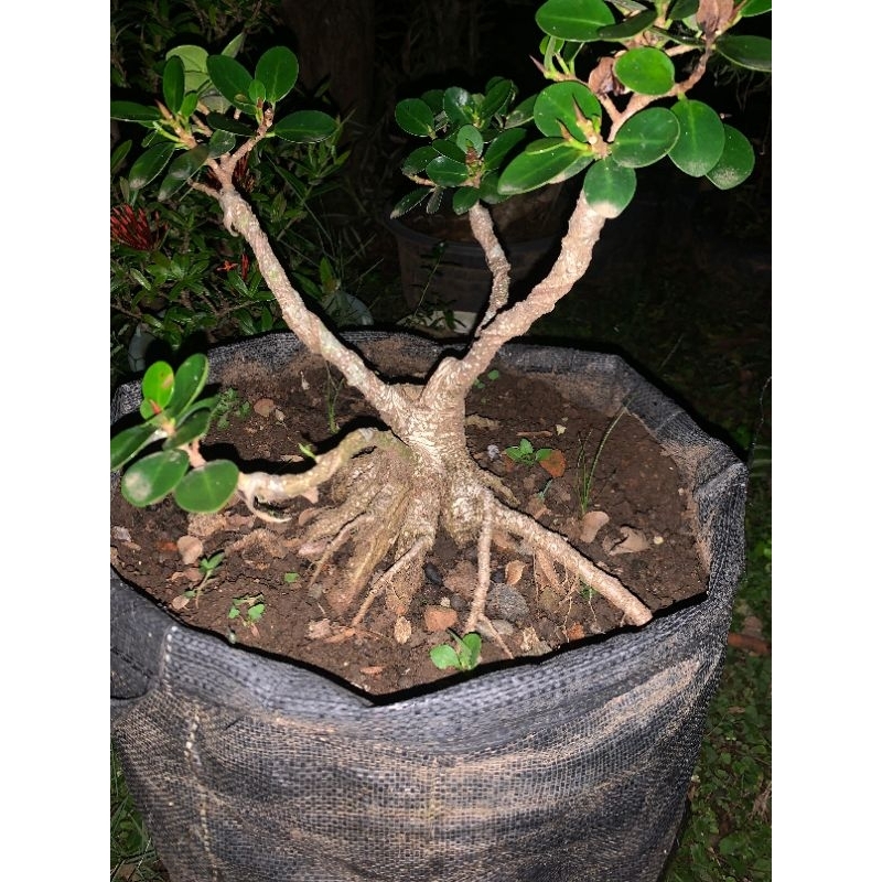 bahan bonsai kimeng sambung dolar mikro