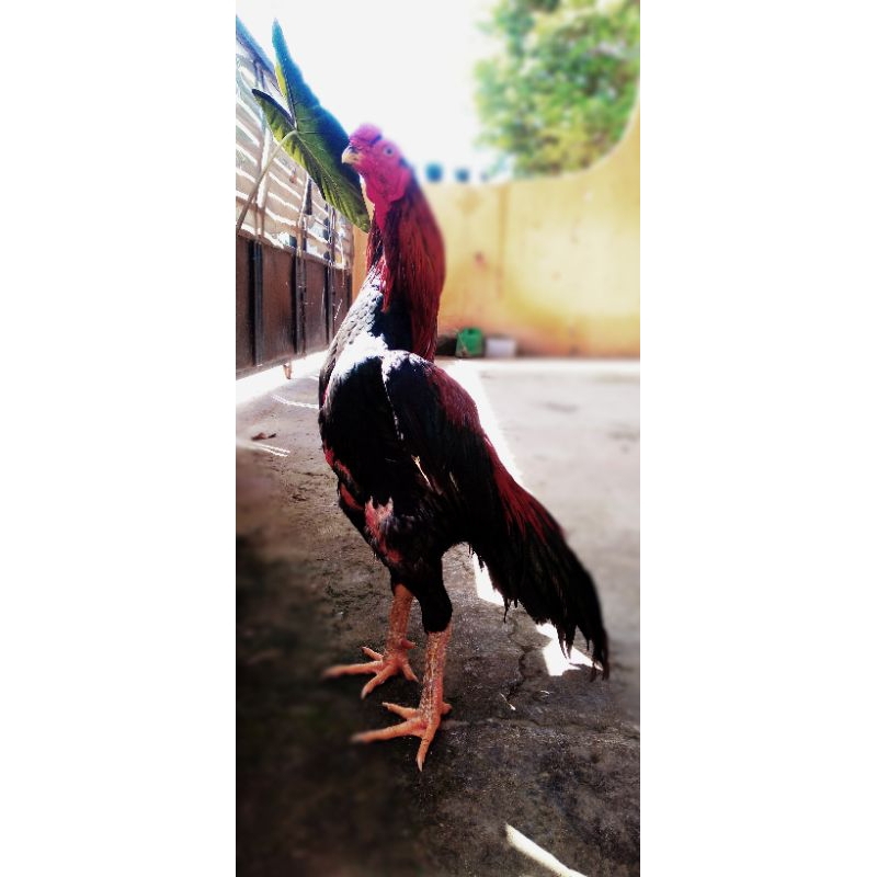 TELUR AYAM SHAMO  || TELUR FERTIL