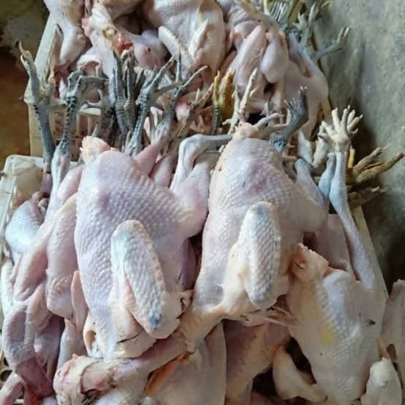 

DAGING AYAM KAMPUNG FRESH BARU POTONG 100% HALAL