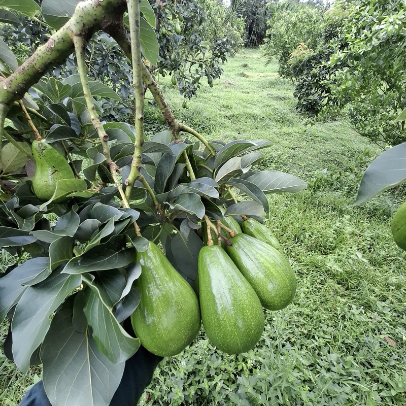 Alpukat mentega ALIGATOR [1Kg 2pcs]