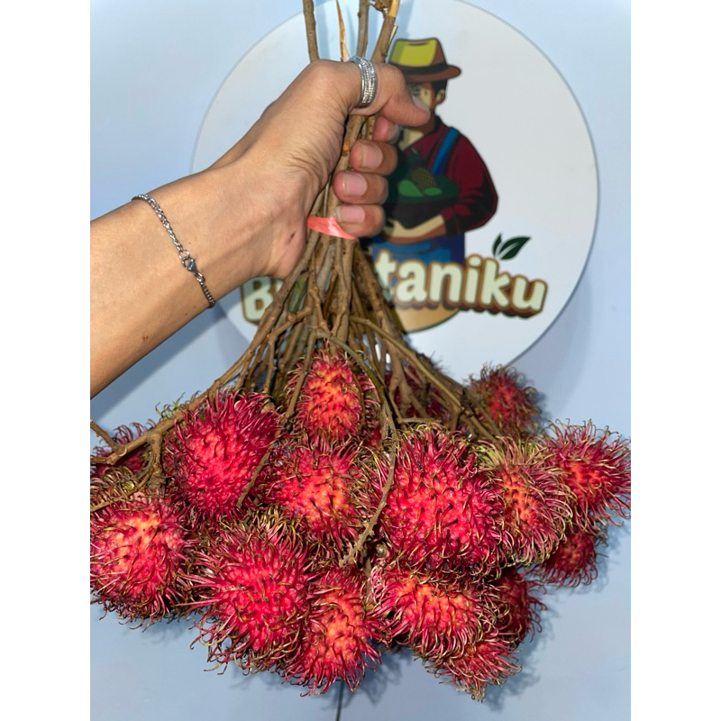

Rambutan Binjai petikan fresh 1 Kg