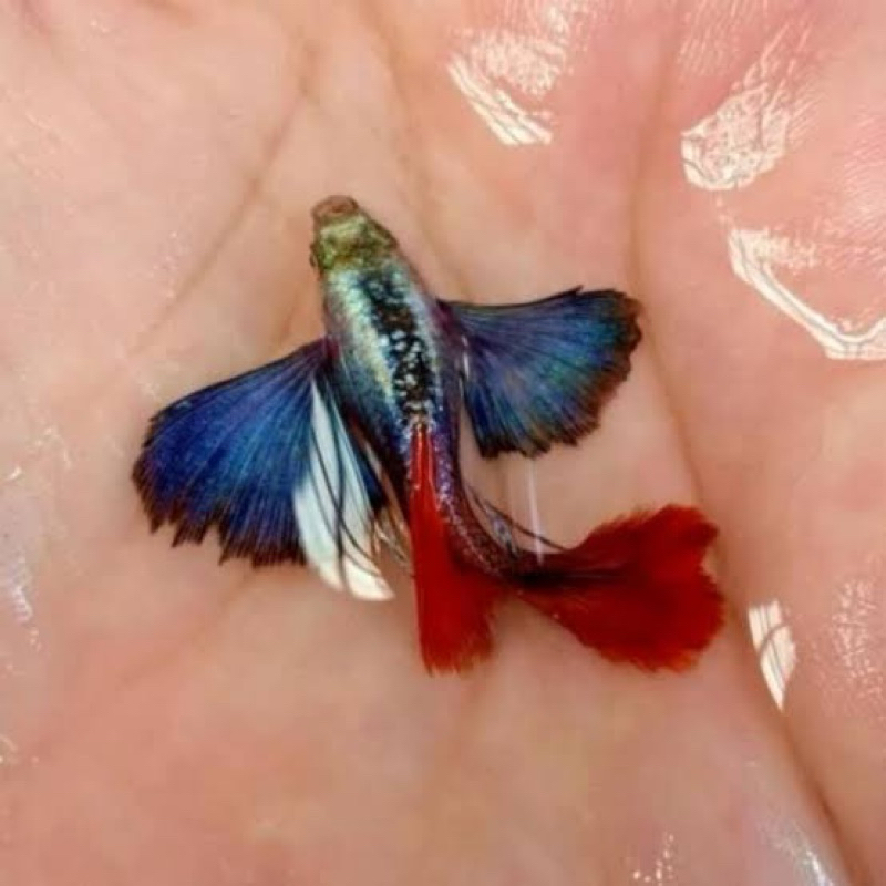 

Plastik isi PRTDE video asli TOP GRADE sepasang