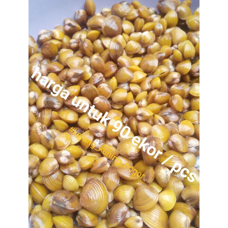 

kerang kuning isi 90 e / remis Laya pensi / hidup