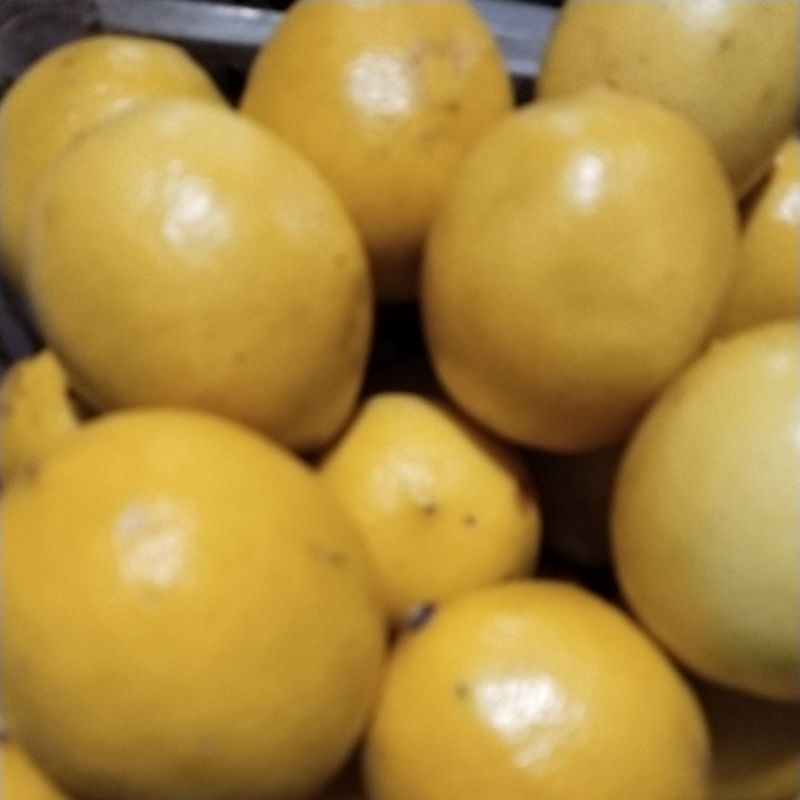 

1 kg jeruk lemon fresh.