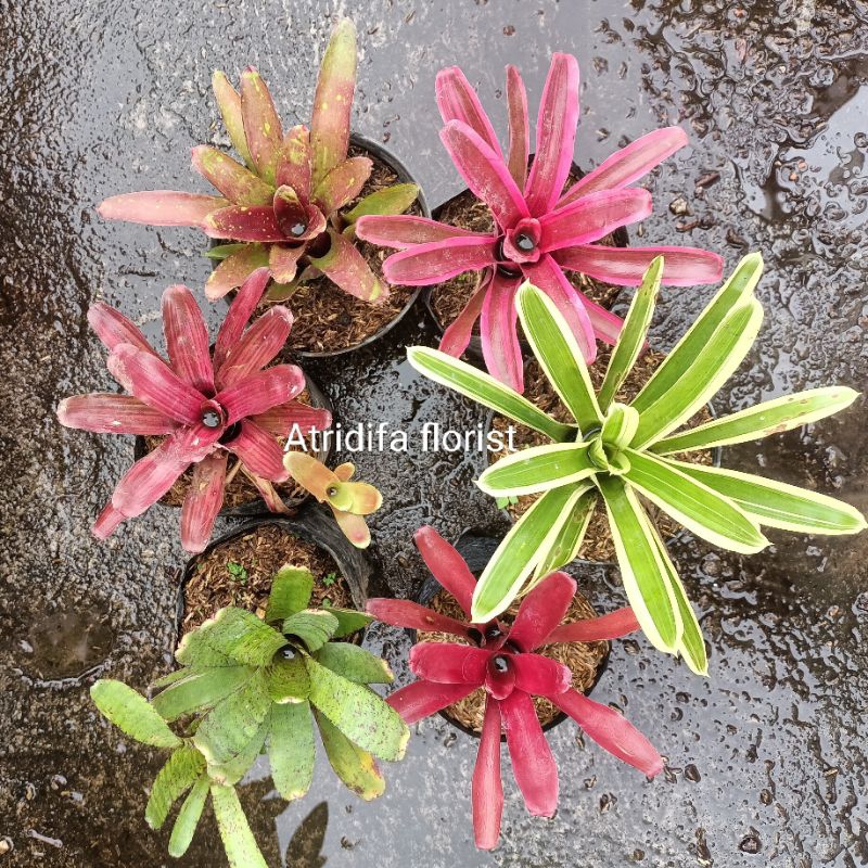 bromelia mini fireball merah pink hijau garis totol - paket tanaman bromelia mini