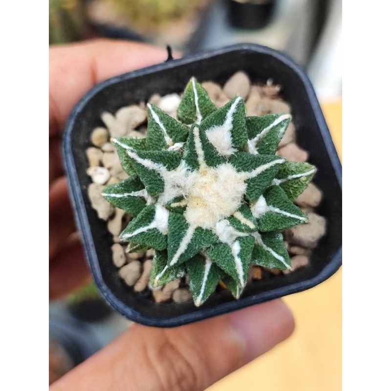 Ariocarpus kotschoubeyanus ooibo