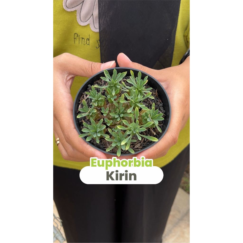 Euphorbia Kirin