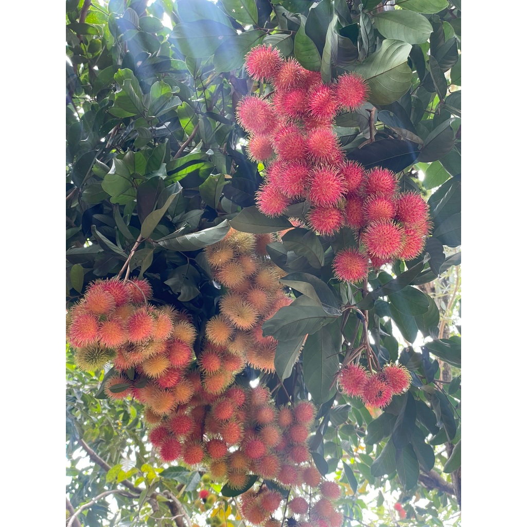 

Buah Rambutan Merah Manis Siap Konsumsi Per Kg