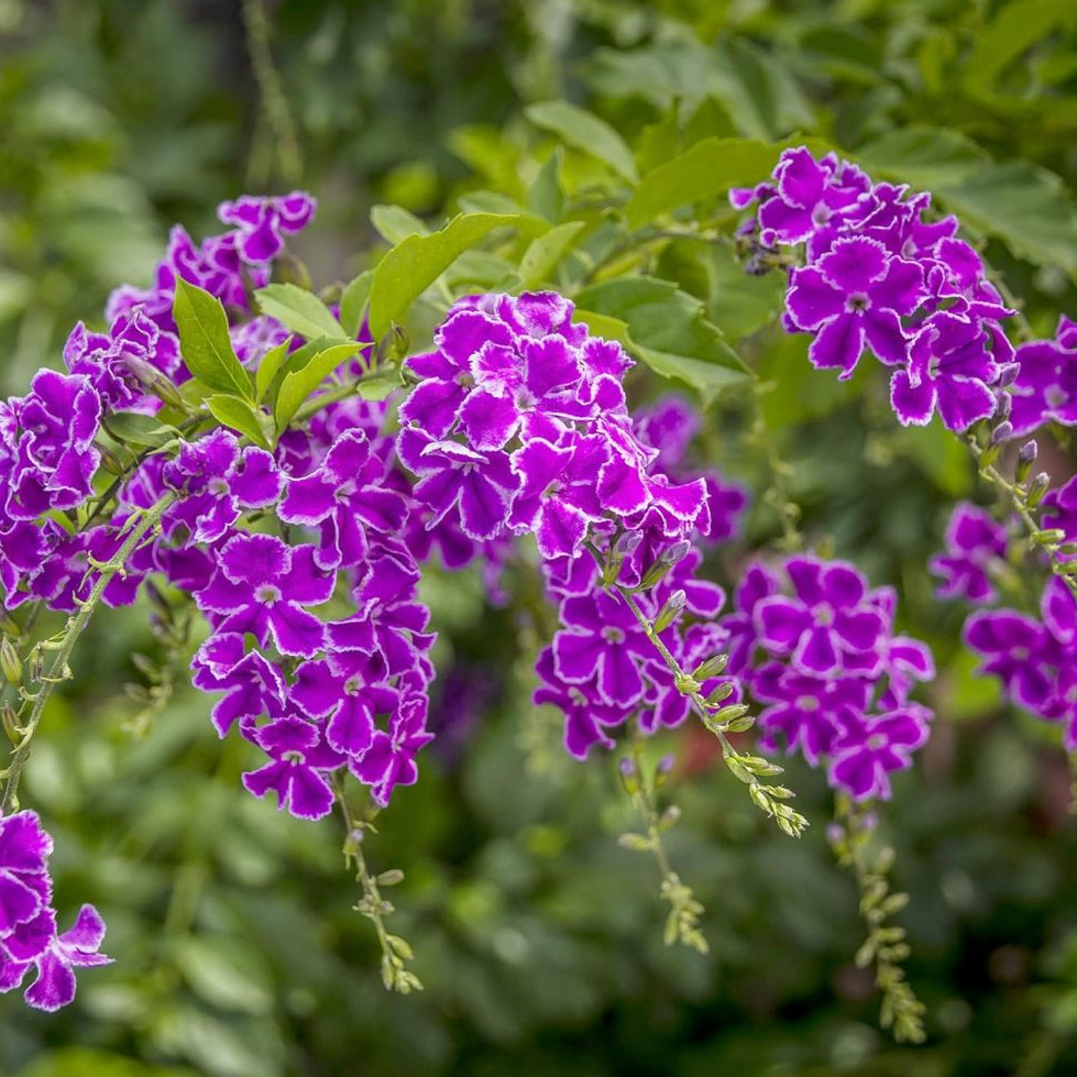 Tanaman Duranta Erecta