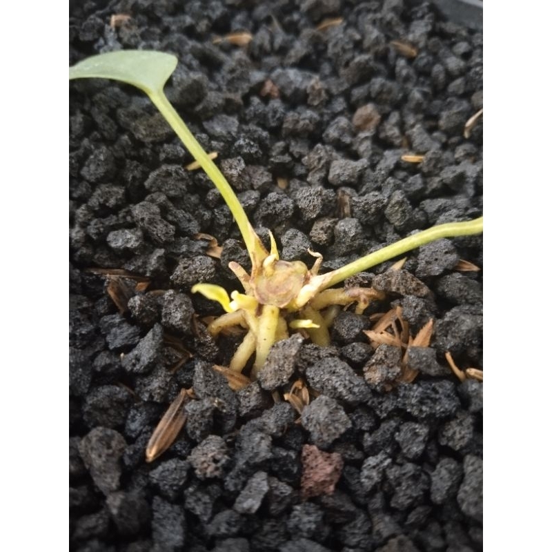 anthurium gelombang cinta varigata bonggol 4 tunas)