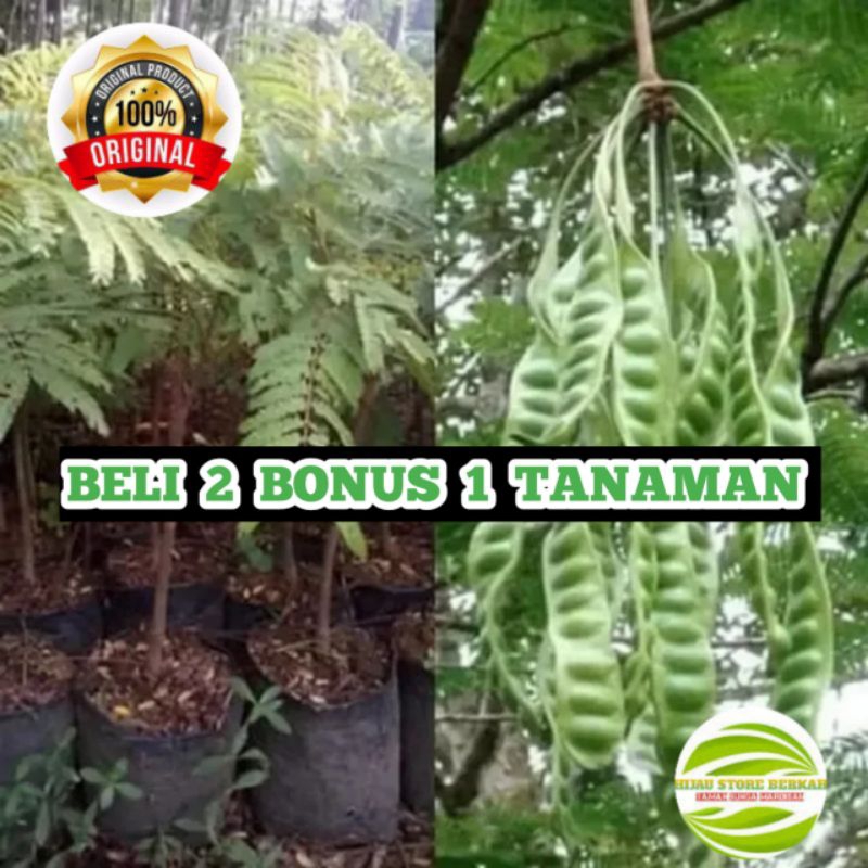 Bibit Petai Jumbo unggulan