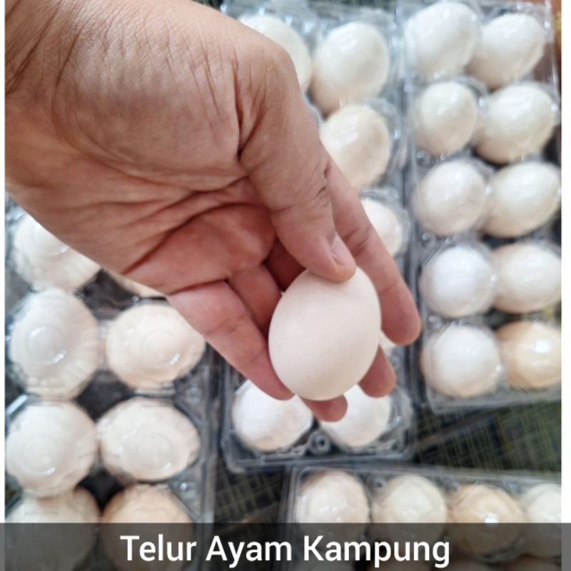 Telur Ayam Kampung Indukan Ayam Kampung Super