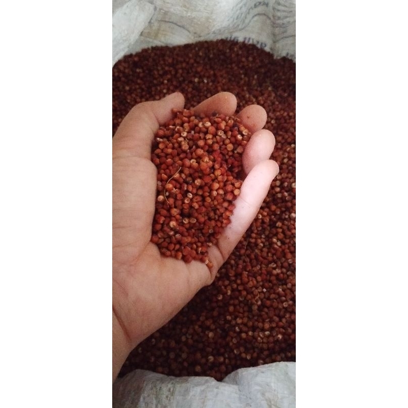 

sorgum merah sehat rendah kalori