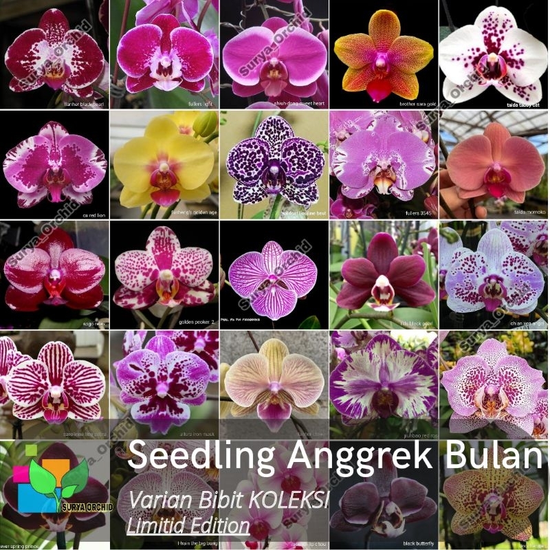 Seedling Pra Remaja Anggrek Bulan Varian Warna Koleksi Anggrek Bulan Taiwan Premium usia 8-12 bulan