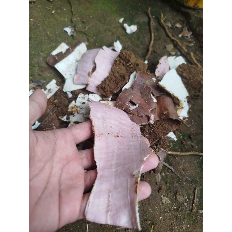 

Kulit singkong segar 500gram