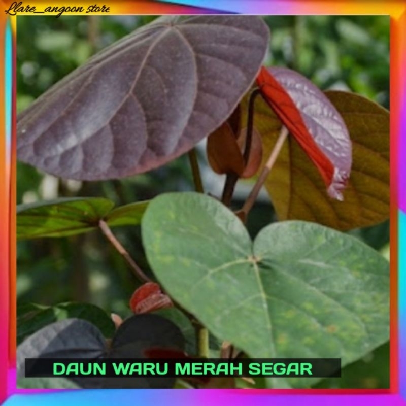

DAUN WARU MERAH/ DAUN WARU/per 1 lembar