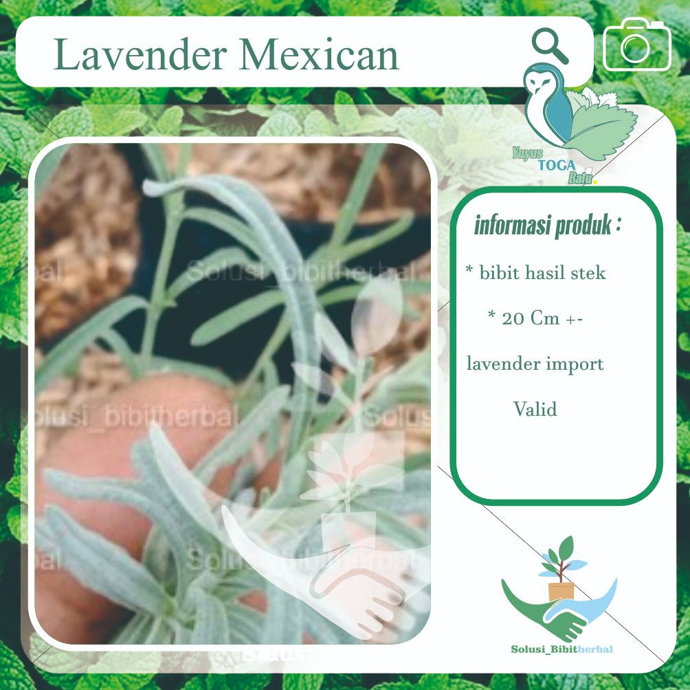 Lavender import mexican asli