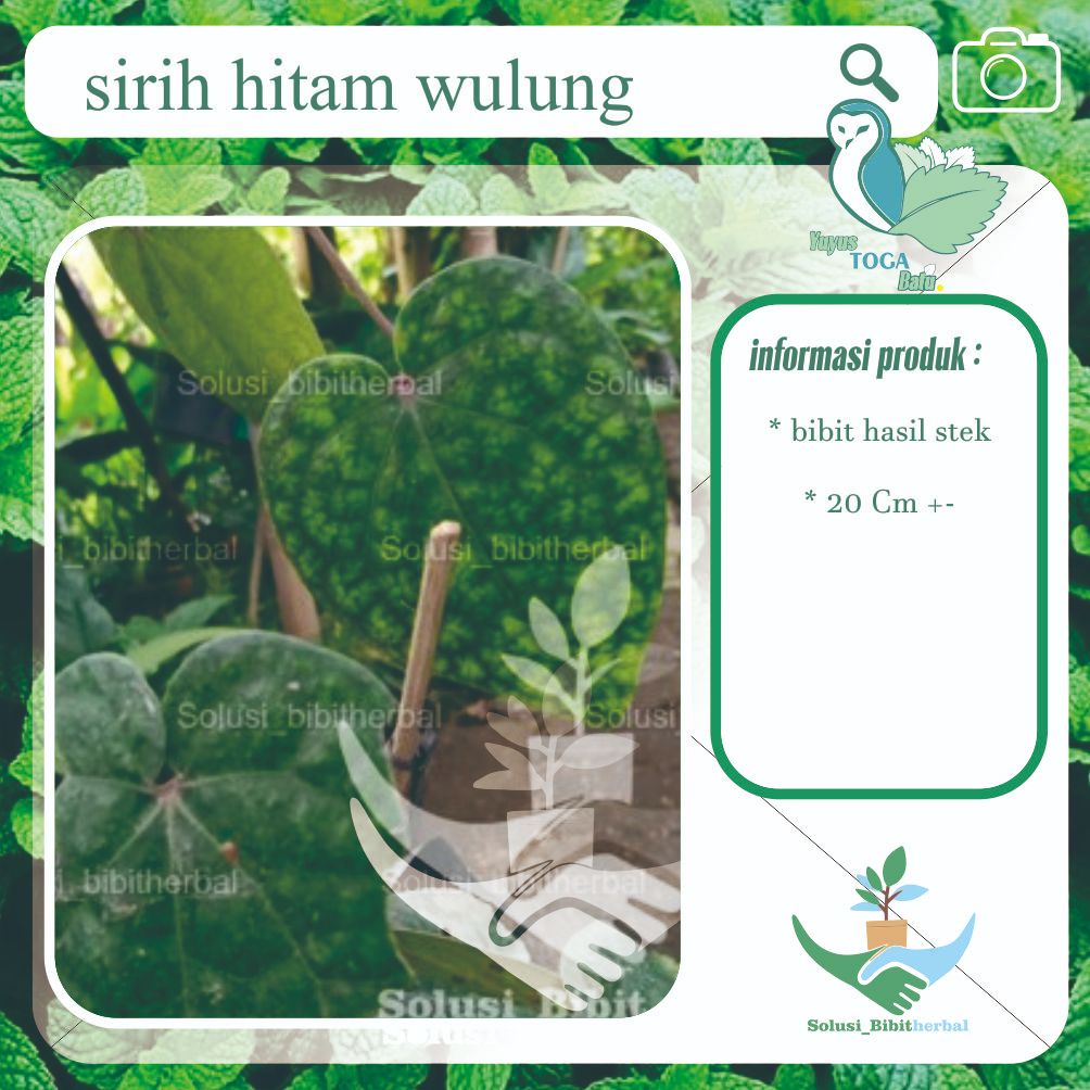 Sirih hitam herbal wulung bukan yang asli papua