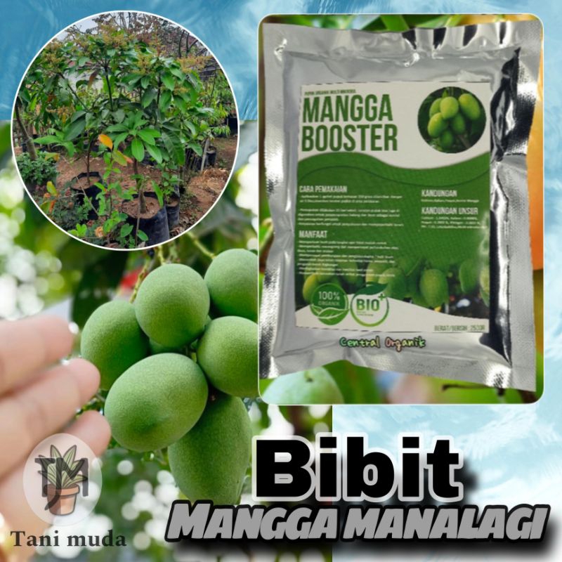 bibit mangga manalagi hasil cangkok cepat berbuah