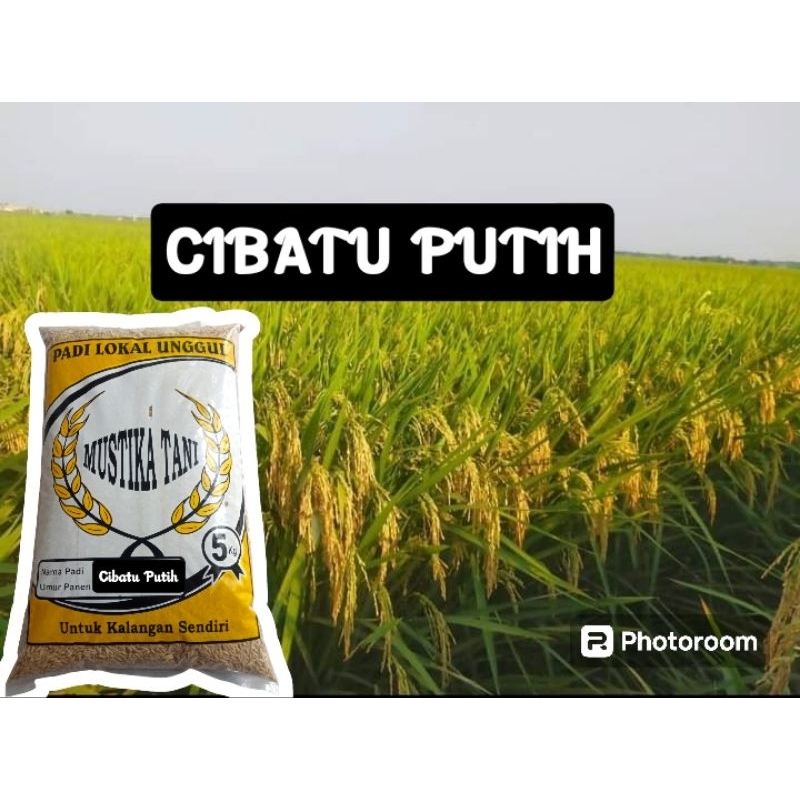 BENIH PADI CIBATU PUTIH 5KG ORIGINAL 100%
