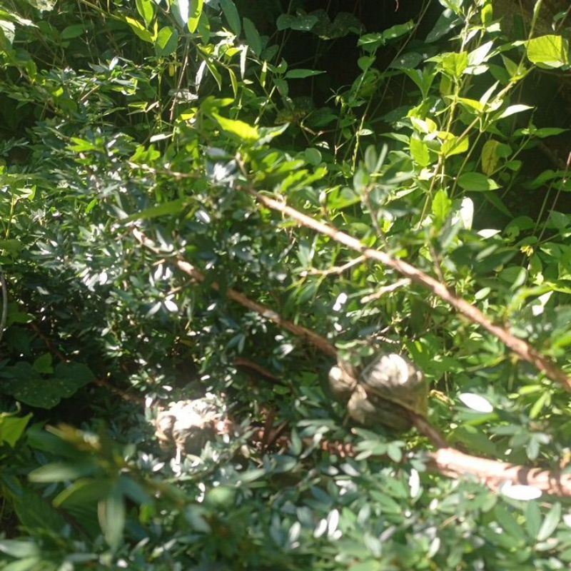 bahan Kaliandra sulimaraja