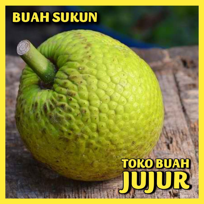 

BUAH SUKUN / KULUR / KETIMBUL