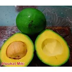 BIBIT ALPUKAT MIKI SIAP BERBUAH