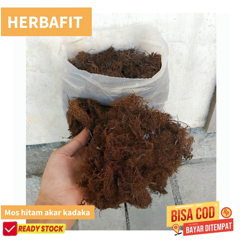 

akar kadaka mos hitam media tanam anggrek per 1kg