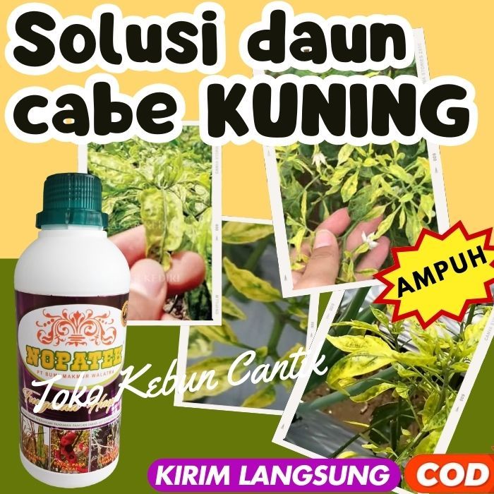 Obat Daun Kuning Cabai Terbaik - Solusi Cepat dan Praktis untuk Mengatasi Penyakit Virus Gemini pada