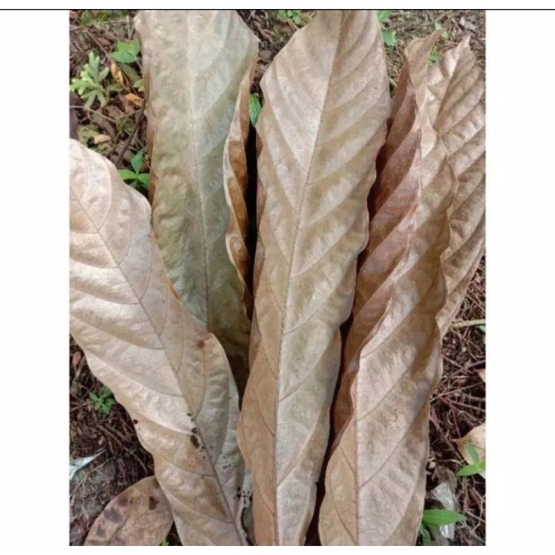 

Daun Herbal Daun Kakao Coklat Kering Siap Pakai Per200gram