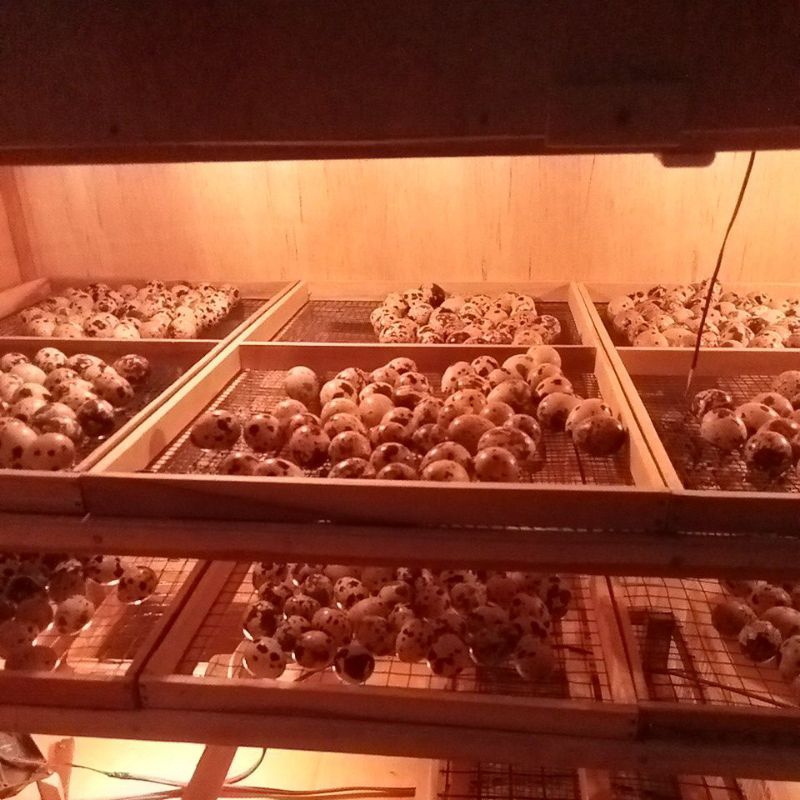 Tapuy cocok untuk umpan mancing galatama lele