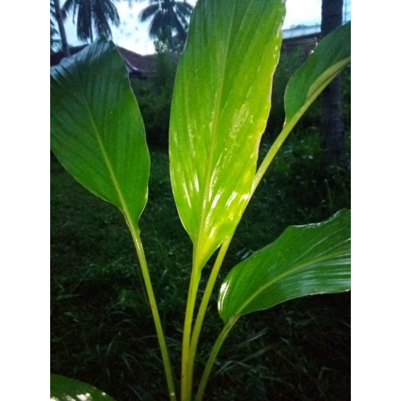 

bibit pohon kunyit