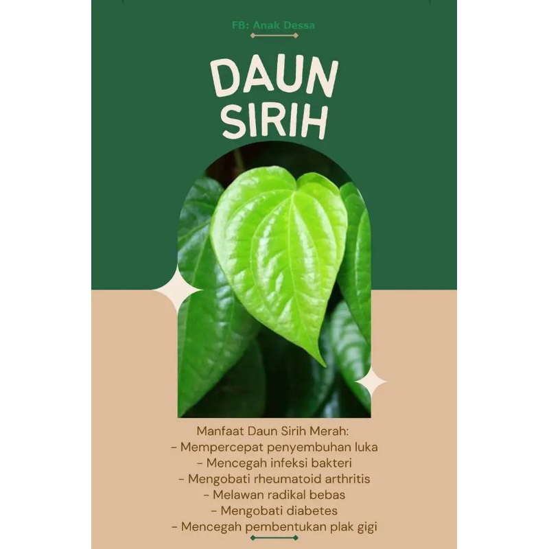 

Daun Sirih Manfaat Sirah Merah