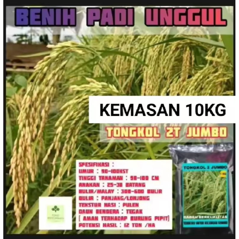 BENIH PADI 2T TONGKOL SUPER ANAKAN JUMBO UNGGUL BERKUALITAS 10KG