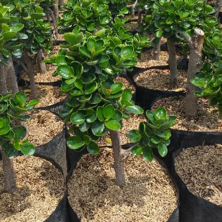 Tanaman Beringin Dollar Micro / Dolar Mikro ( Dolar Mangkok )