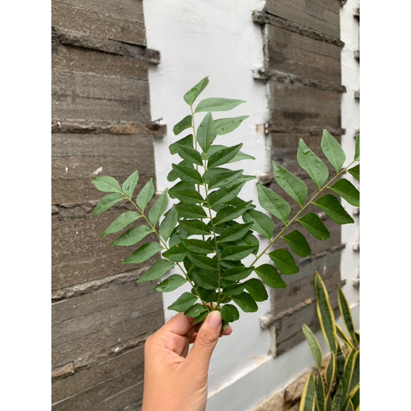 

Daun Kari Segar ( 12 tangkai ) — baru dipetik ketika check out