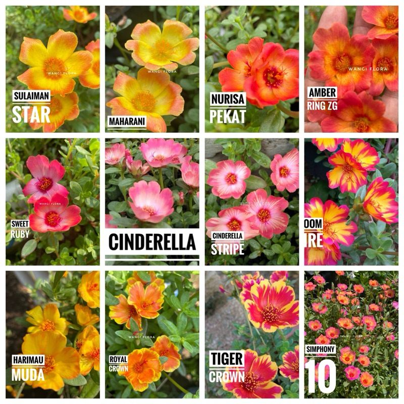 Bunga krokot selapis import