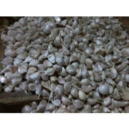 

BAWANG PUTIH KATING 250 GRAM FRESHFARM88
