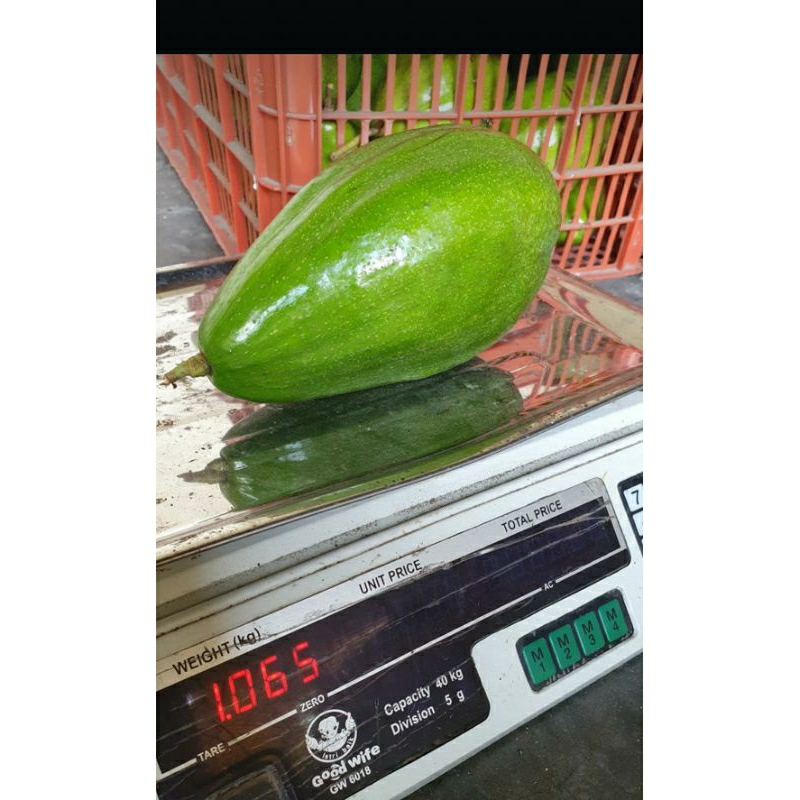 

alpukat aligator buah 1 kg
