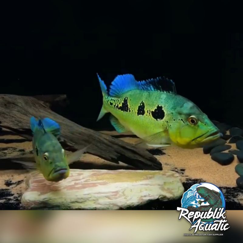 Orinoco