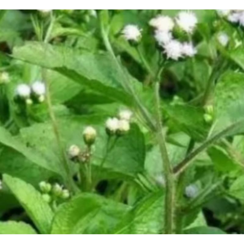 

Daun bandot segar kemasan 1kg