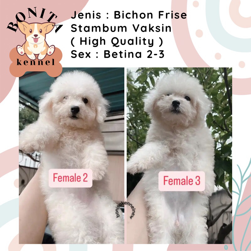 Bichon Frise Stambum Anak Anjing Bichon Frise Jantan