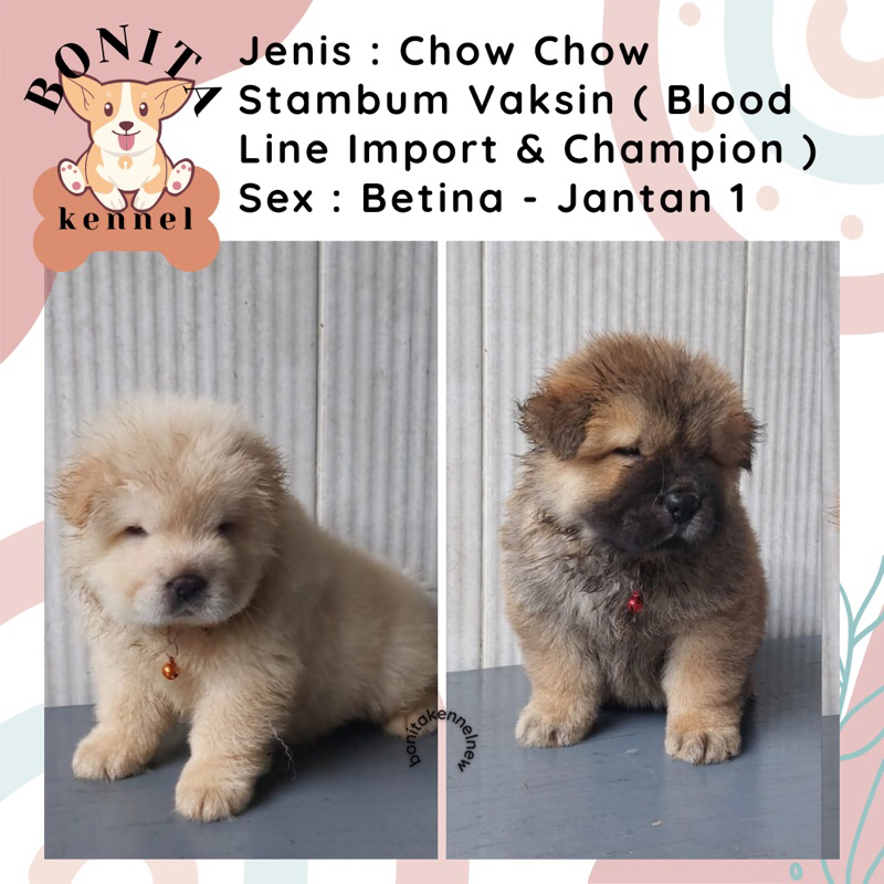 Chow Chow Stambum Anak Anjing Chow Chow Jantan Betina